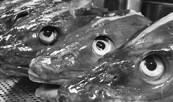 Bistrobar Berlin kookt van kop tot graat: Kabeljauwkop