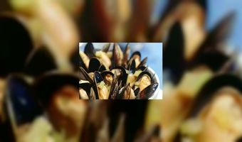 Documentaire brengt ode aan de mossel