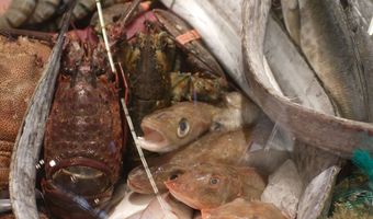 The Seafood Bar breidt uit naar Utrecht