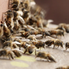 Accor hotels stellen ruimte beschikbaar voor bijenkolonies