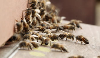 Accor hotels stellen ruimte beschikbaar voor bijenkolonies