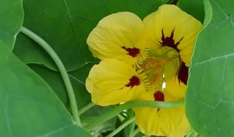 Binnenkort opent er een 'vegan' lunchroom in Gouda