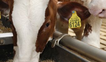 Boer Jacob Beeker geeft stierkalfjes een tweede leven