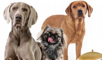 Allereerste sterrendiner voor honden nu al succes