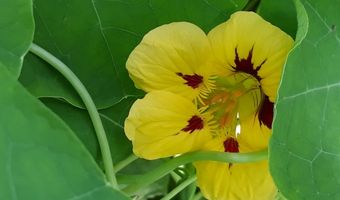 Dit zijn de meest populaire vega-restaurants