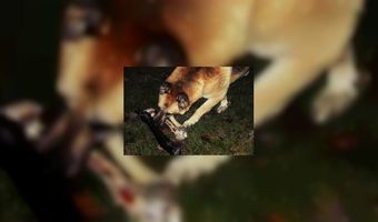 Hondenrestaurant in Berlijn 