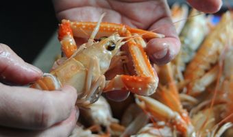 Colliers International zet afdeling Food & Beverage op