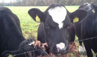 Nederlander het liefst op zomervakantie in eigen land