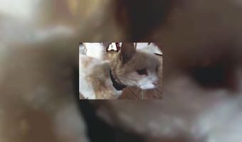 Komt er een kattencafé in Nederland?