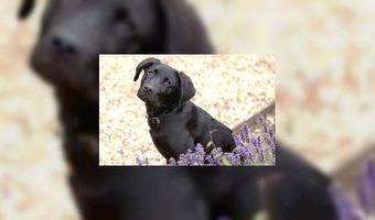 Steeds meer hoteldieren op de loonlijst