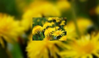 Eén broodje paardenbloem graag