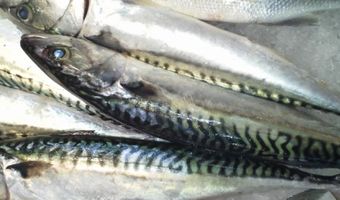 Gekweekte vis dikwijls op inhumane wijze gedood