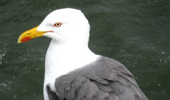 Aan de slag in een B&B op een droomeiland?