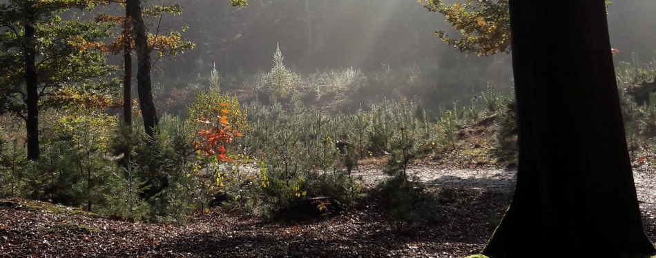 Veluwe weer iets minder populair