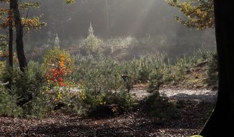 Veluwe weer iets minder populair