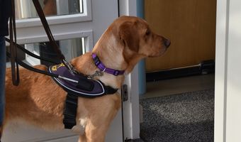 Sommige hotels laten geen geleidehonden toe