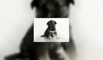 Na kattencafés nu ook hondencafés (video)