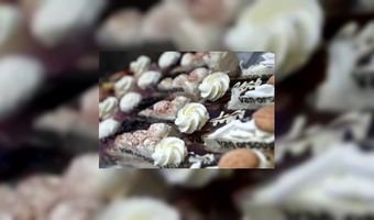 Banketbakkerij Van Orsouw, Zwolle