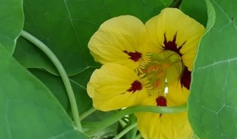 Nationale Week Zonder Vlees bereikt ruimt 40% van de Nederlanders