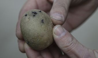 Onderzoek: De aardappel heeft de laagste milieudruk