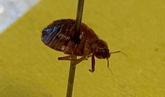 Wat te doen tegen bedwantsen?