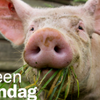 Forse stijging deelnemers ‘Eet Geen Dierendag’