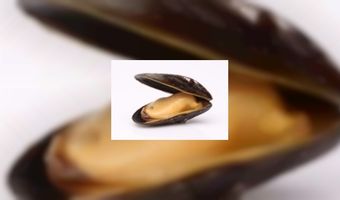 Na haring ook mossel vertraagd