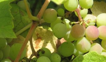 Dit wist je (nog) niet over grappa