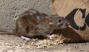 Enquête dierplaagbeheersing in de horeca