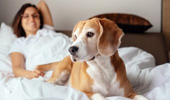 Viervoeters welkom bij deze Eden Hotels