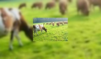 Download Arrangementenkalender 2014