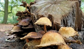 Dit zijn de meest gastvrije plekken in Nederland