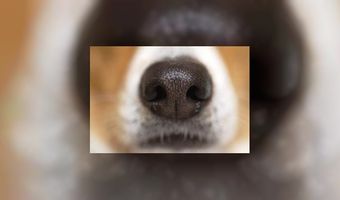 Speurneus ingezet in strijd tegen bedwants