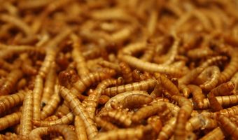 Het nieuwe vlees: Angst voor het eten van morgen?