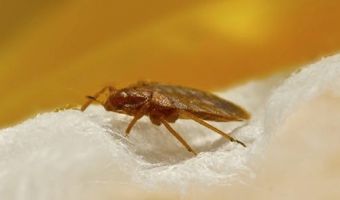 Wees tijdens de lockdown alert op bedwantsen