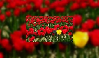 Nederland in trek bij Belgische toerist