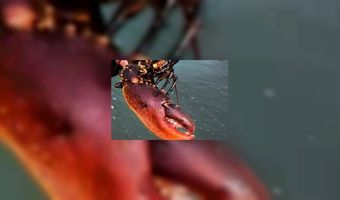 Een kreeft in de zon