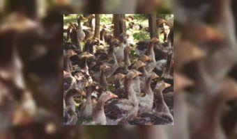 Foie gras leverancier Nivo Finess: Radar geeft eenzijdig beeld