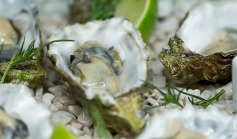 Waddengastronomie moet culinaire toerist naar waddengebied halen