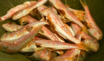 Vis als perfecte vleesvervanger