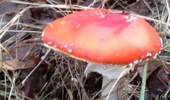 Dit zijn de omzetkansen voor de herfstvakantie