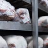 Nice to Meat haalt revolutionair Zwitsers LUMA-vlees naar Benelux