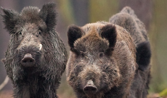 Wild is écht duurzaam