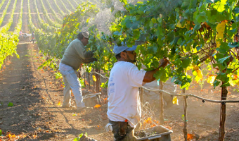 2021 belooft een memorabel wijnjaar te worden voor Californië