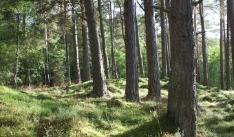 Hotels for Trees en Proposales slaan handen ineen