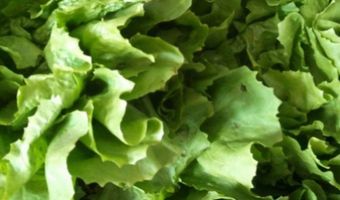 Dit zijn de hoogtepunten op de VeggieWorld beurs in Nederland