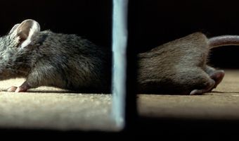 Aangescherpte wetgeving knaagdierbestrijding; gevolgen voor restaurants