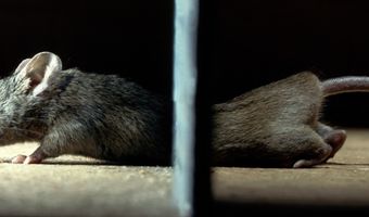 Aangescherpte wetgeving knaagdierbestrijding; gevolgen voor hotels