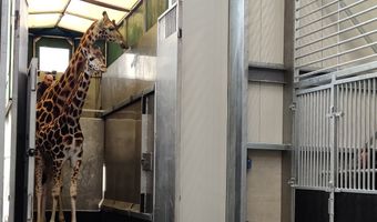 Eerste dieren nemen intrek in Safari Hotel Beekse Bergen