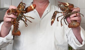 De slag om de Oosterscheldekreeft